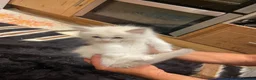 Ragdoll cats for sale: Ragdoll kittens GCCF - Advert 1