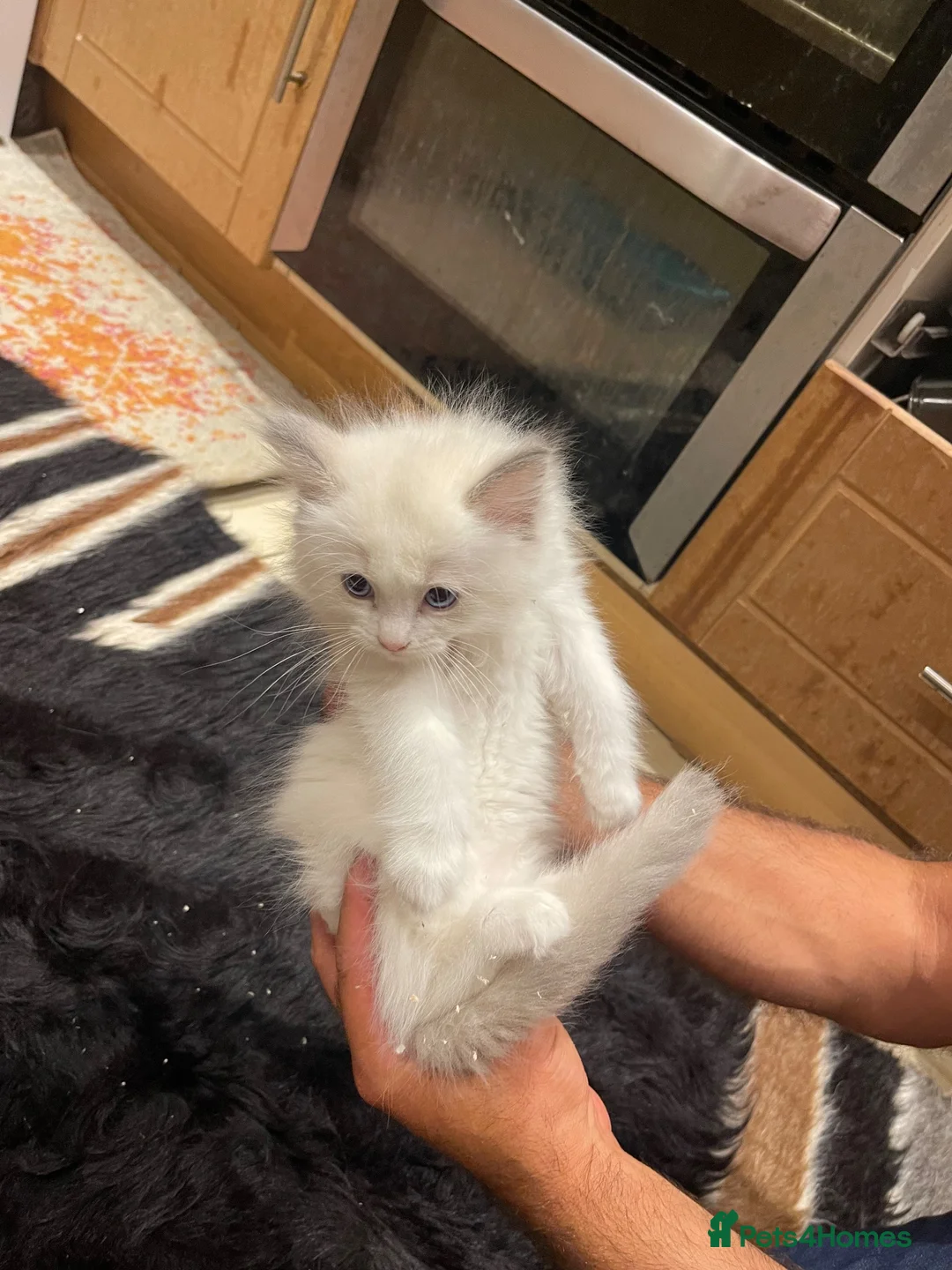 Ragdoll cats for sale: Ragdoll kittens GCCF - Advert 1