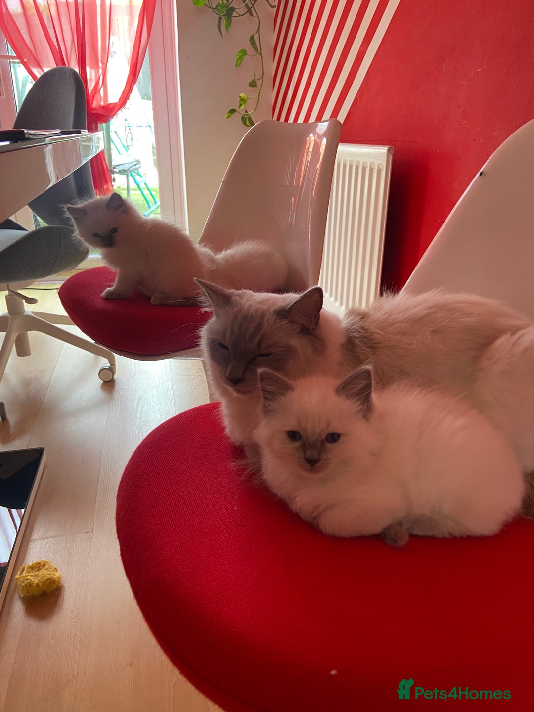 Ragdoll cats for sale: Ragdoll kittens  - Image 5