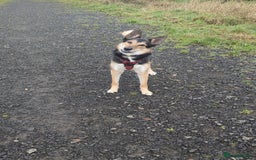 Mixed Breed dogs for sale: German Shephard x Collie - Image 3