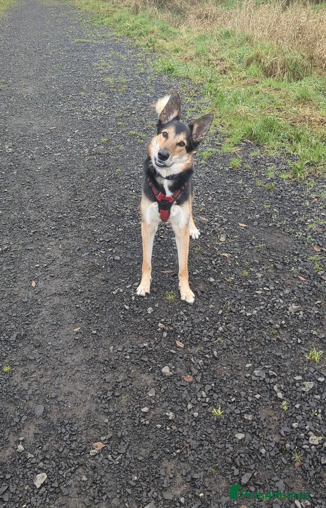 Mixed Breed dogs for sale: German Shephard x Collie - Image 3