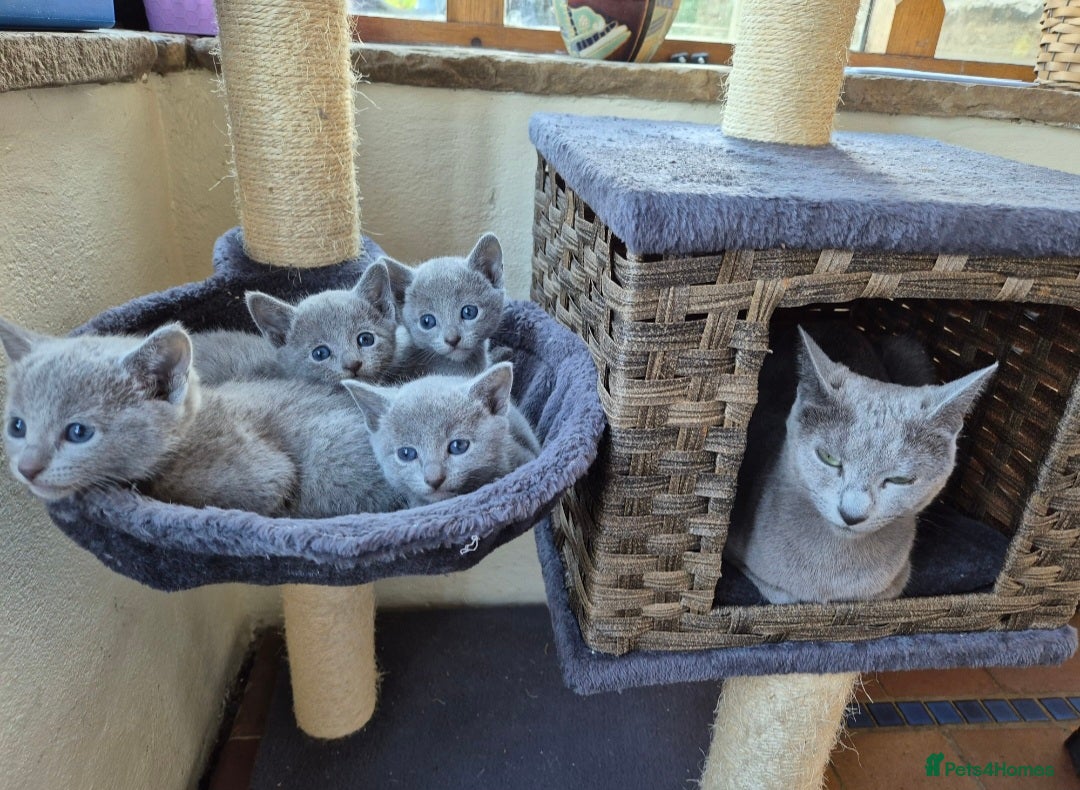 Russian Blue cats Russian Blue Kittens Loving Homes Only TICA Reg - Advert 1