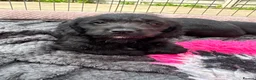 Doxiepoo dogs for sale: Beautifully bread Doxiepoos  - Advert 5