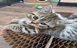 British Shorthair cats for sale: British blue / Scottish striaght kittens  - Image 16