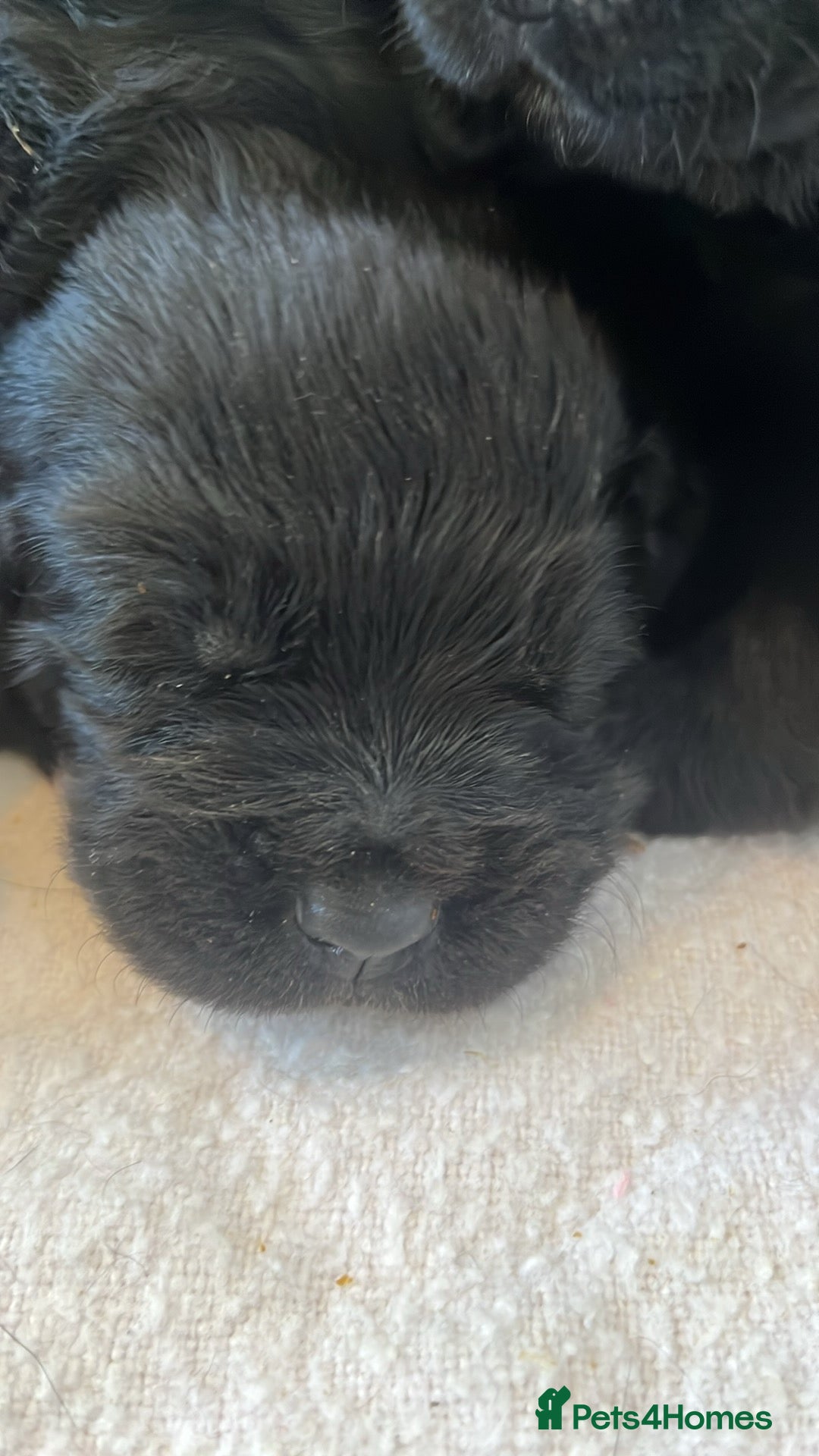 Mixed Breed dogs for sale: Rottie x golden retriever  - Advert 9