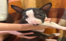 English Bull Terrier dogs for sale: Ready to leave now 7 English Bullterrier puppys - Image 33