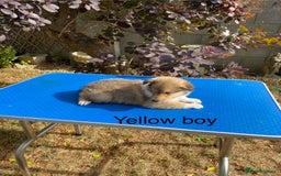 Rough Collie dogs for sale: ROUGH COLLIE  SABLE AND WHITE MALE PUPPIES - Image 10