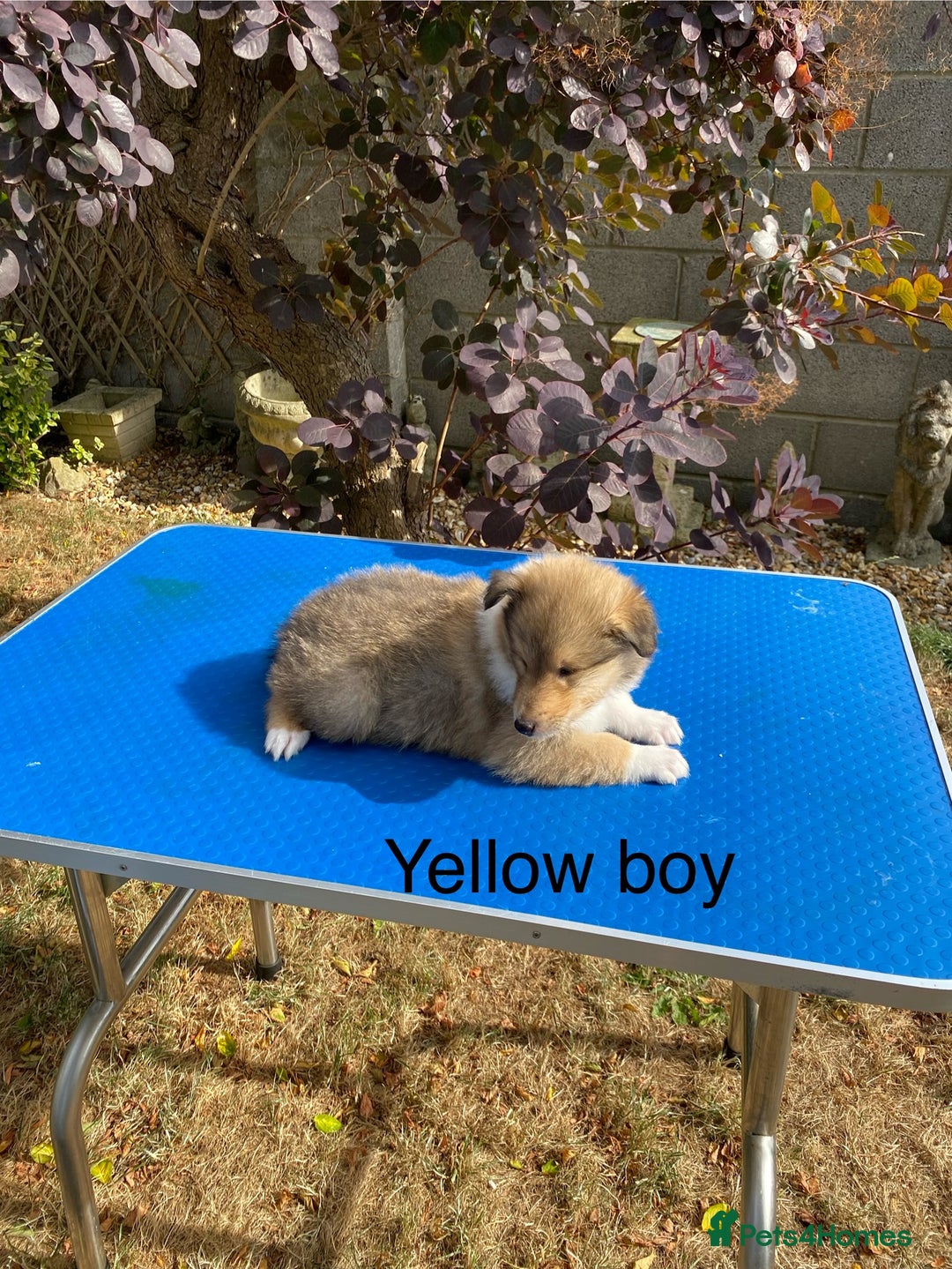 Rough Collie dogs for sale: ROUGH COLLIE  SABLE AND WHITE MALE PUPPIES - Image 10