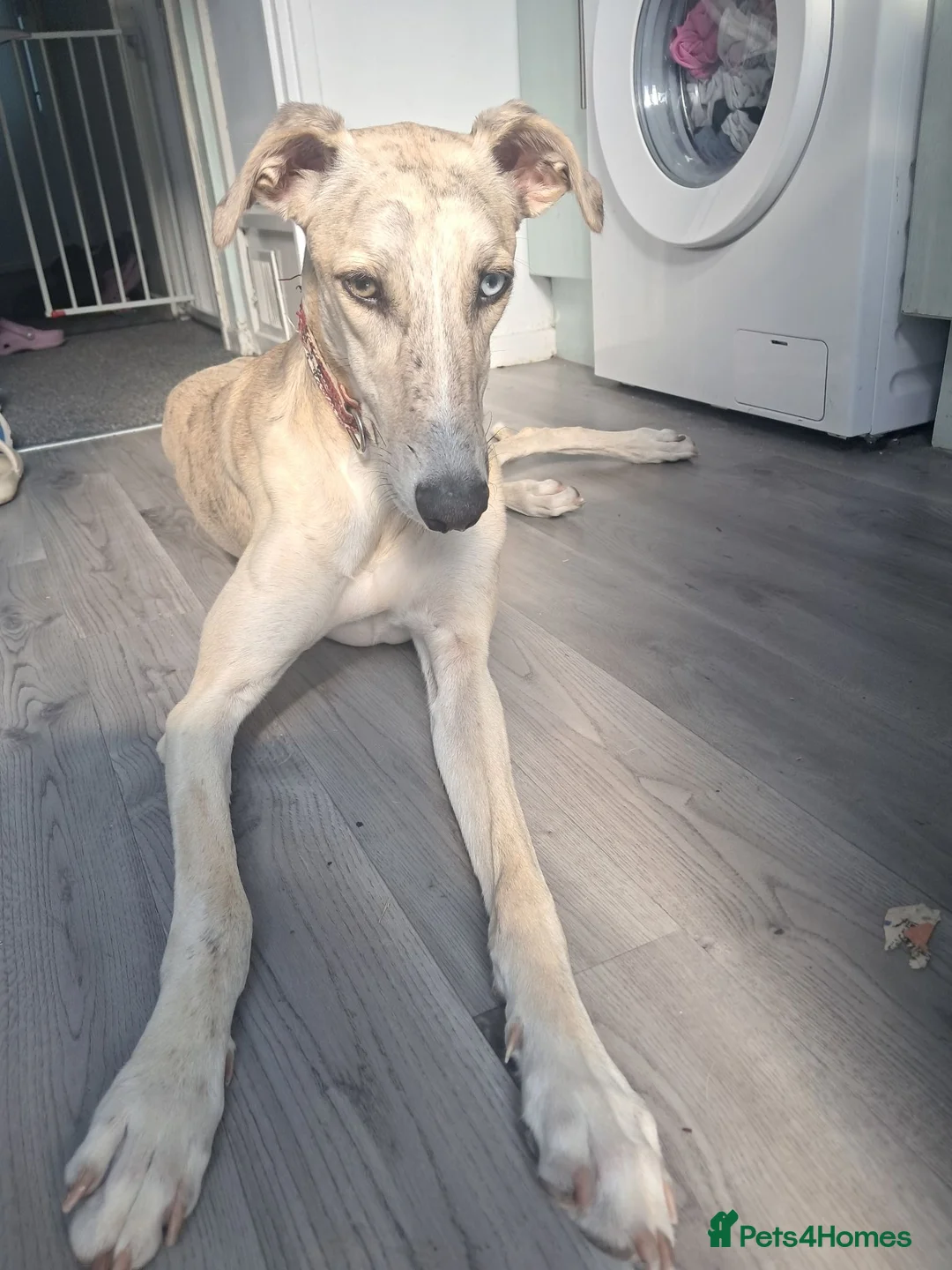 Mixed Breed dogs for sale: 9month old lucher - Advert 2