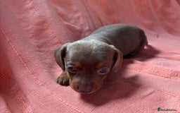 Miniature Dachshund dogs for sale: 🐾 4 Adorable Miniature Dachshund Puppies!  🐾 - Image 5