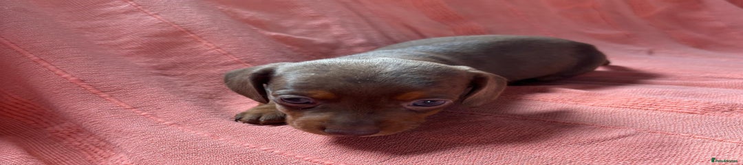 Miniature Dachshund Puppy 3