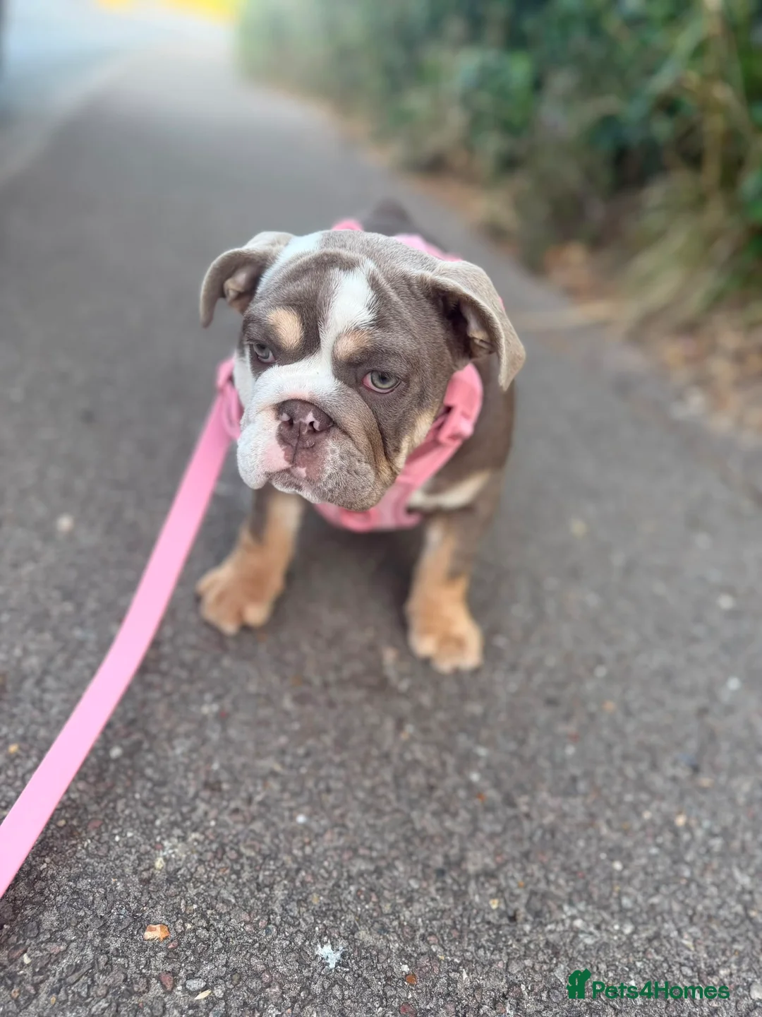 English Bulldog dogs for sale: Female English bulldog  - Advert 2
