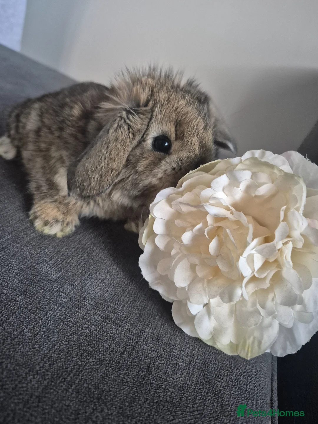 French Lop rabbits for sale: French Lop in Gainsborough - Advert 39