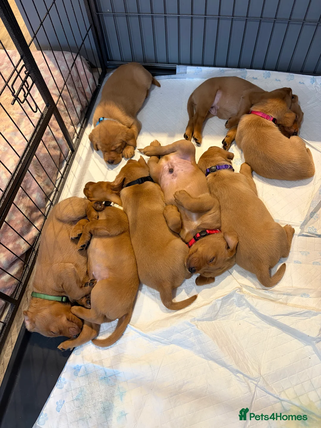Labrador Retriever dogs for sale: Fox Red Labrador Puppies - Advert 11
