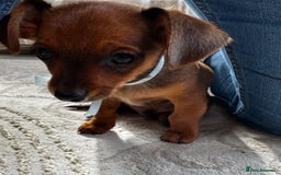 Miniature Dachshund dogs for sale: Miniature dachshunds - Image 23