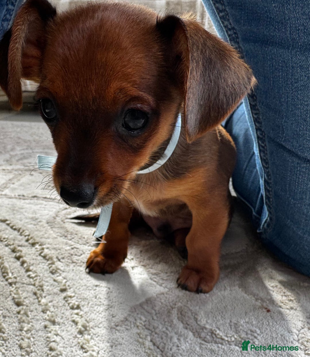 Miniature Dachshund dogs for sale: Miniature dachshunds - Image 23