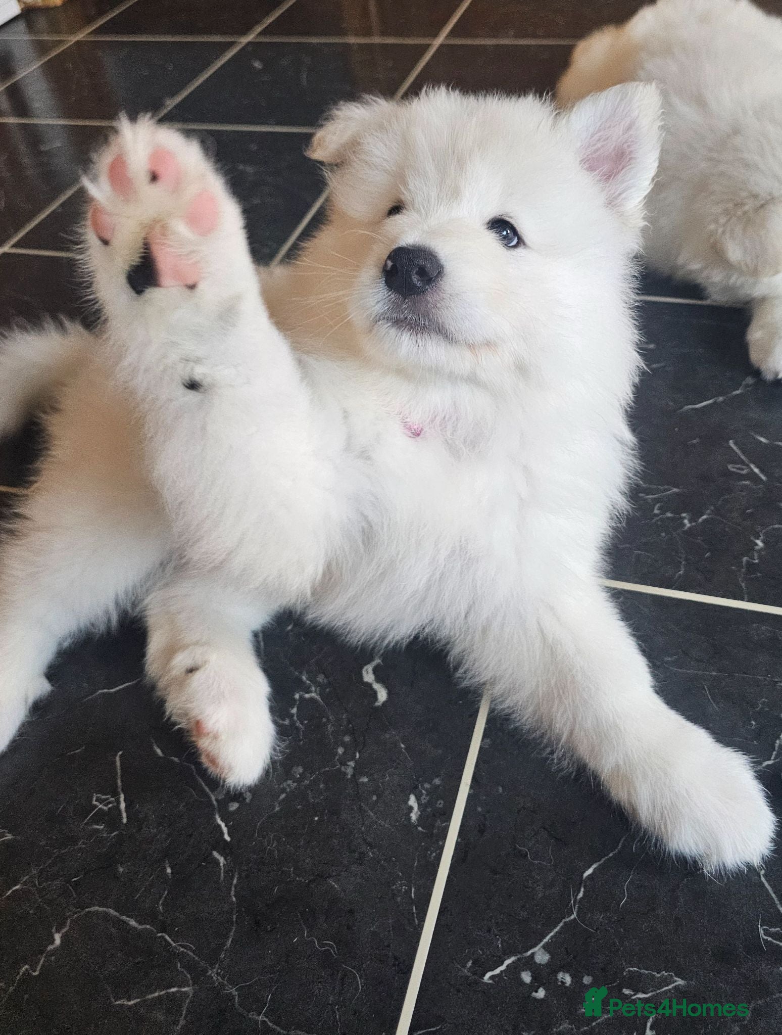 Samoyed dogs Adorable Samoyed puppies  - Advert 2