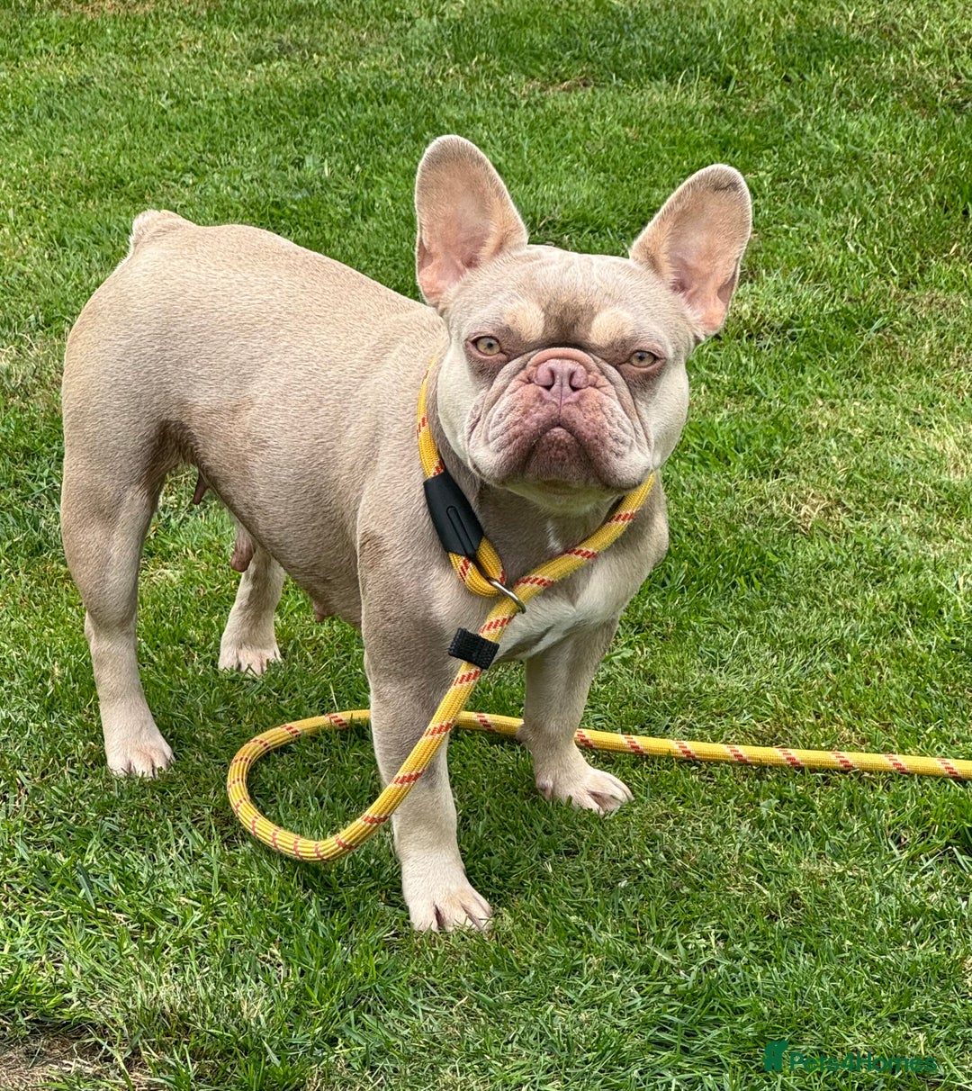 French Bulldog dogs for sale: French bulldog  - Advert 1