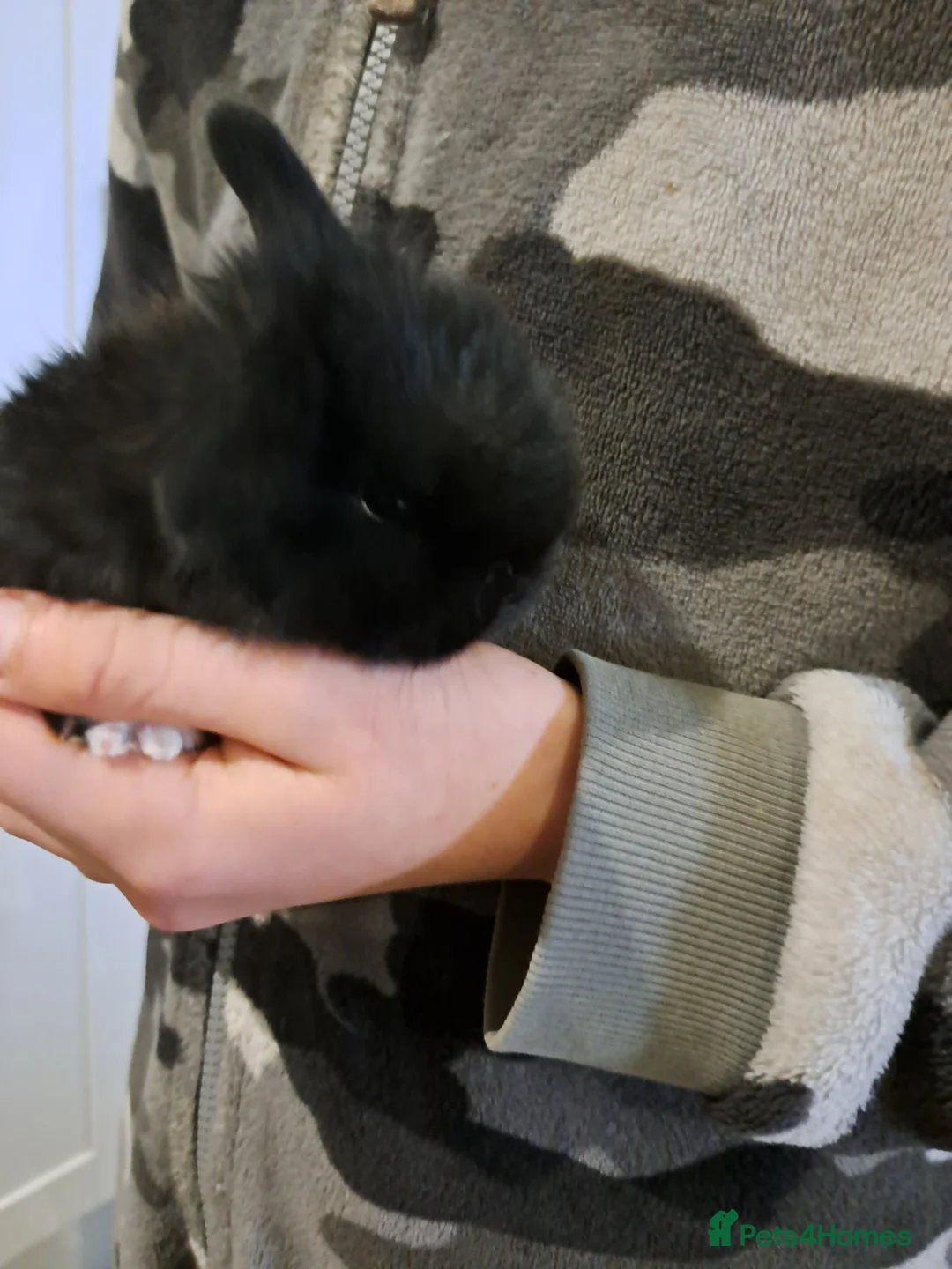 Mini Lop rabbits for sale: Mini lop bunnies  - Advert 10