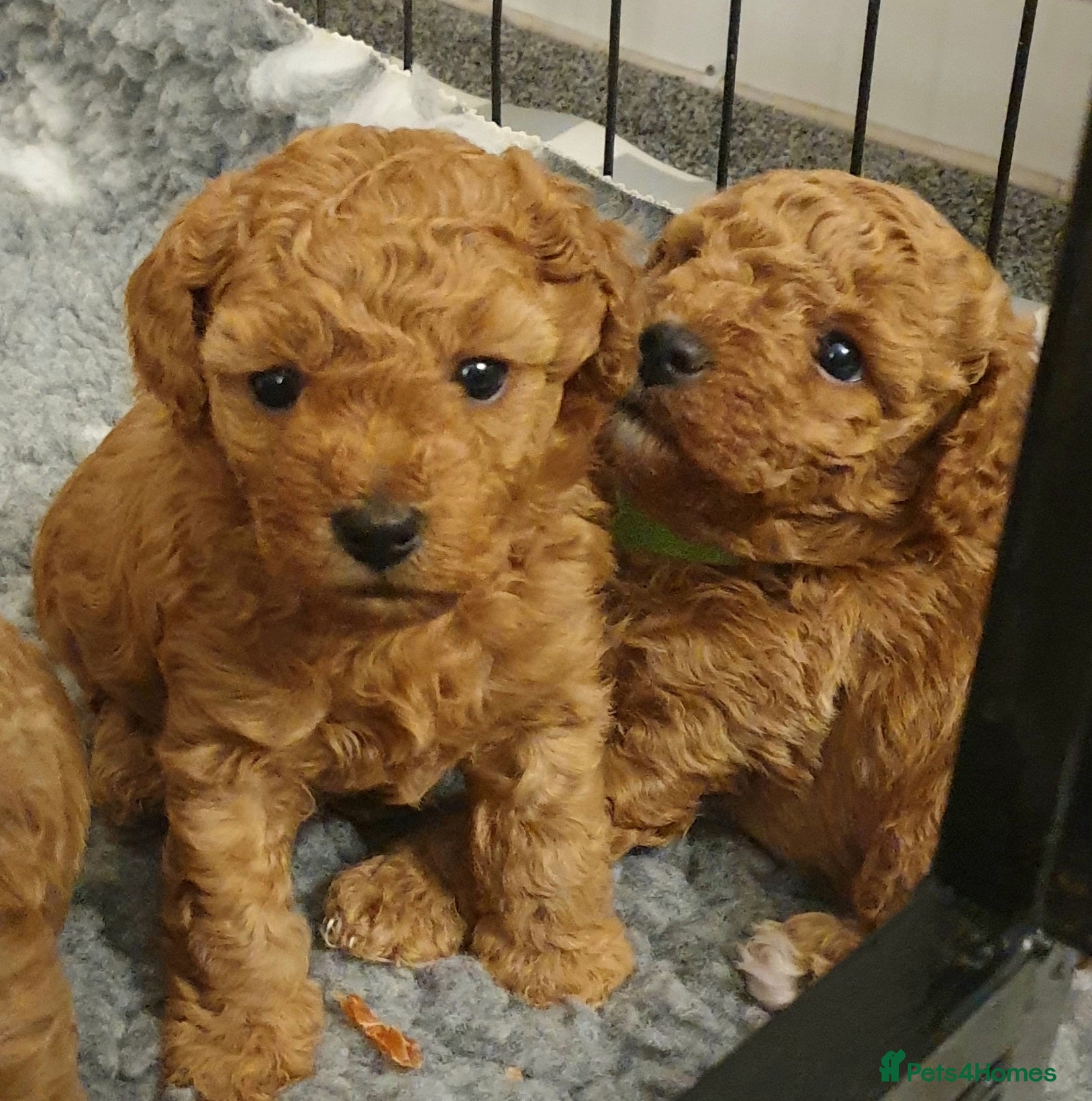 Mixed Breed dogs Cotonoodle/Cotonpoo F1b health tested parents - Advert 1