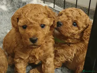 Mixed Breed dogs Cotonoodle/Cotonpoo F1b health tested parents - Advert 3