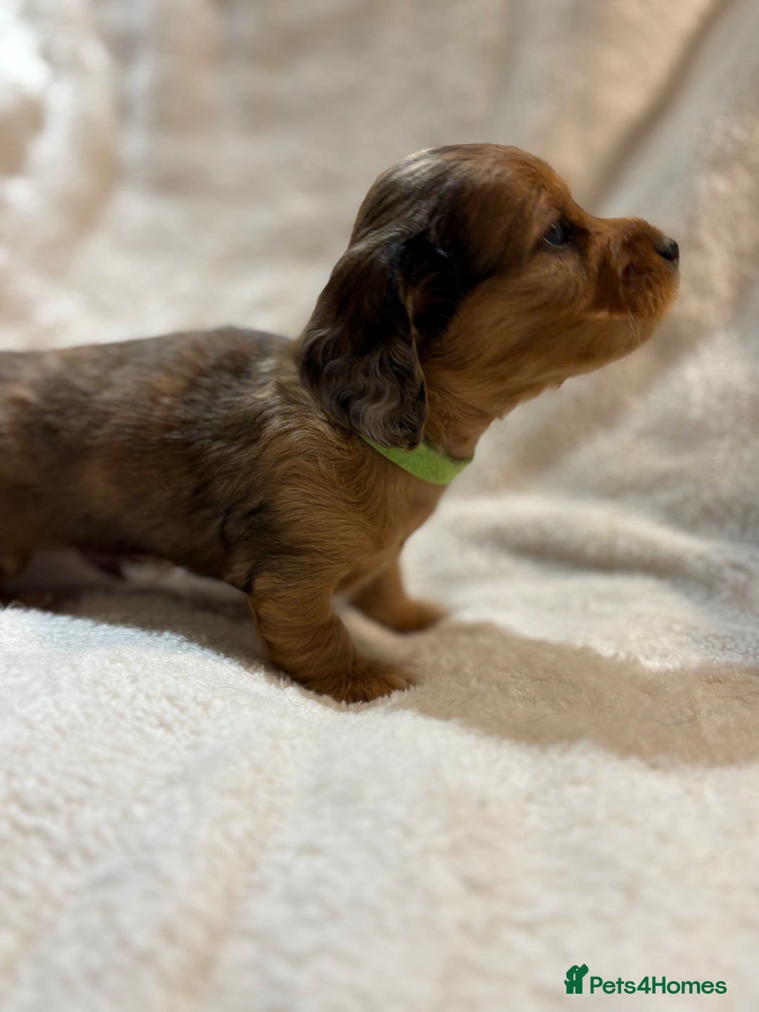 Miniature Dachshund dogs for sale: Beautiful Pedigree KC Reg Mini Longhair Dachshunds - Advert 14
