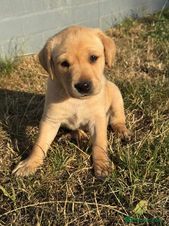 Labrador Retriever dogs - Advert 2