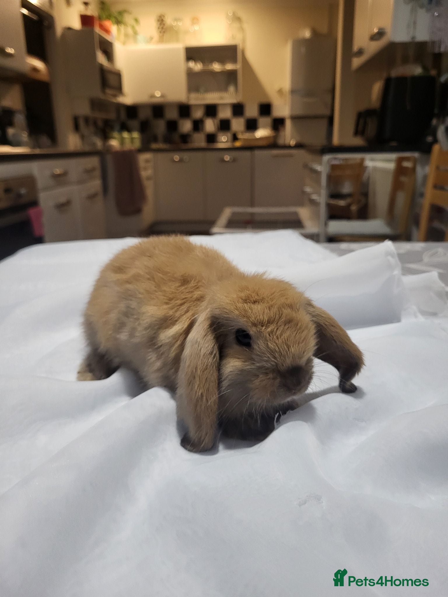 Mini Lop rabbits Beautiful Mini lop looking good a home - Advert 15