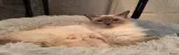 Ragdoll cats for sale: Kitten Ragdoll cat blue point  - Advert 1