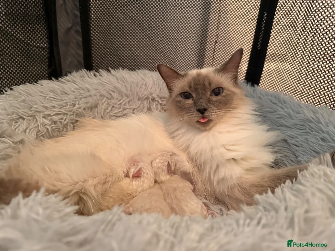 Ragdoll cats for sale: Kitten Ragdoll cat blue point  - Advert 1