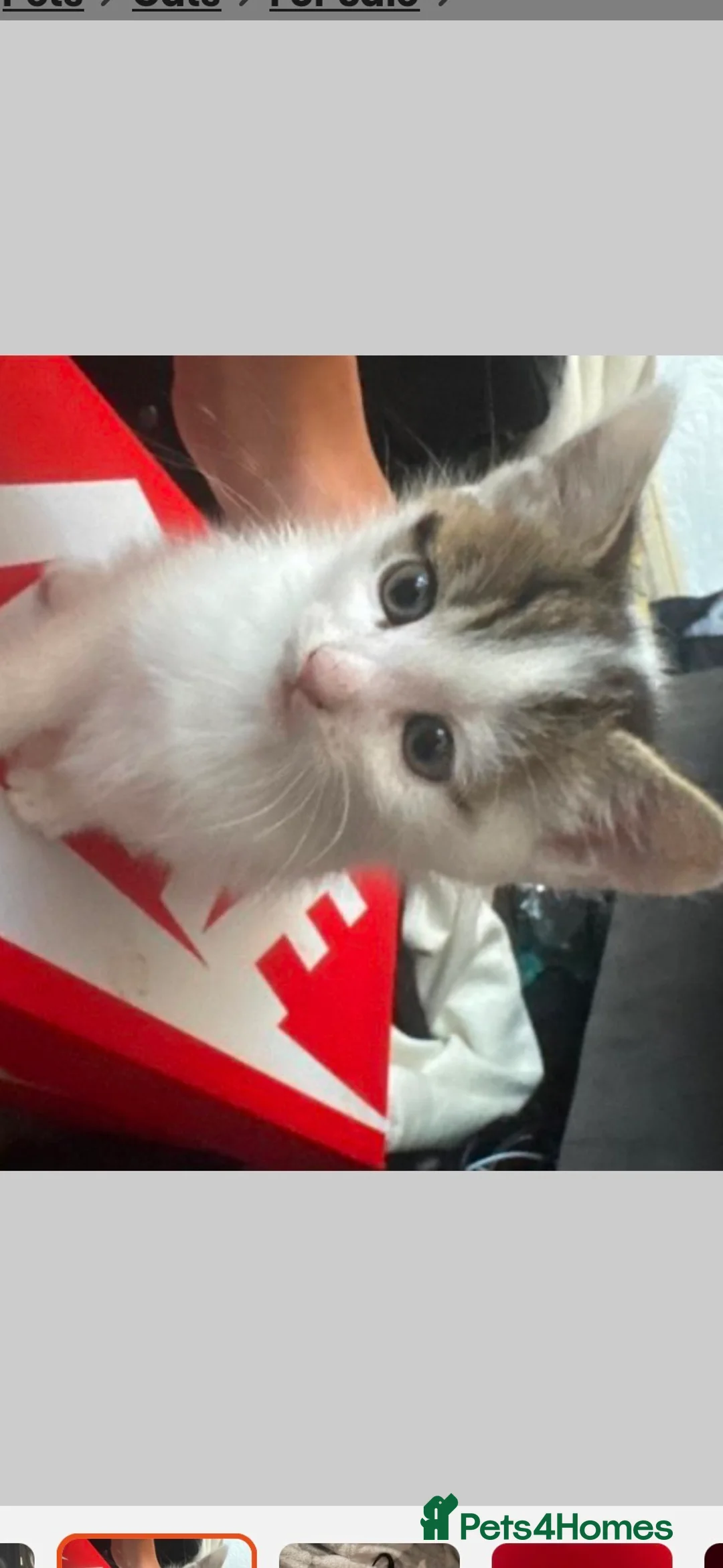 Mixed Breed cats for sale: Kittens - Advert 2
