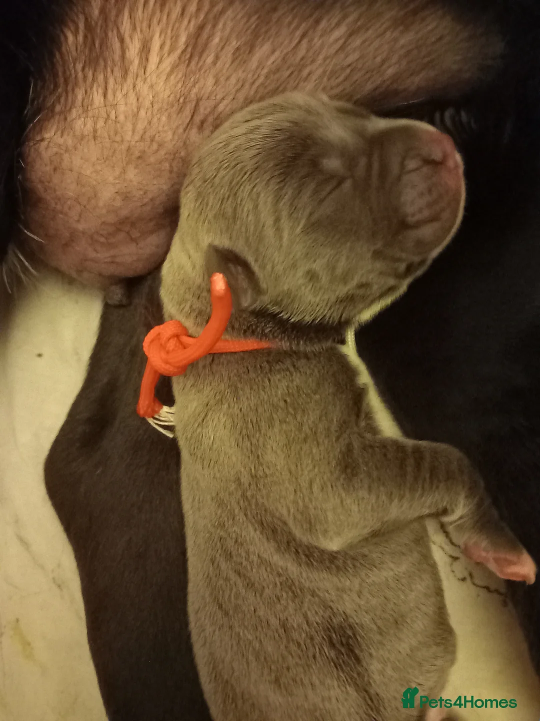 Cane Corso dogs for sale: 10 Cane Corso Puppies - Advert 9