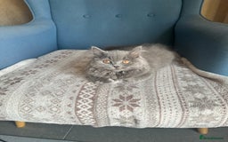 British Shorthair cats for sale: 💙 3 Gorgeous British Blue Kittens Available 💙 - Image 13