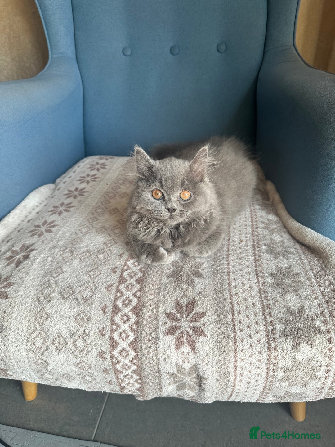 British Shorthair cats for sale: 💙 3 Gorgeous British Blue Kittens Available 💙 - Image 13
