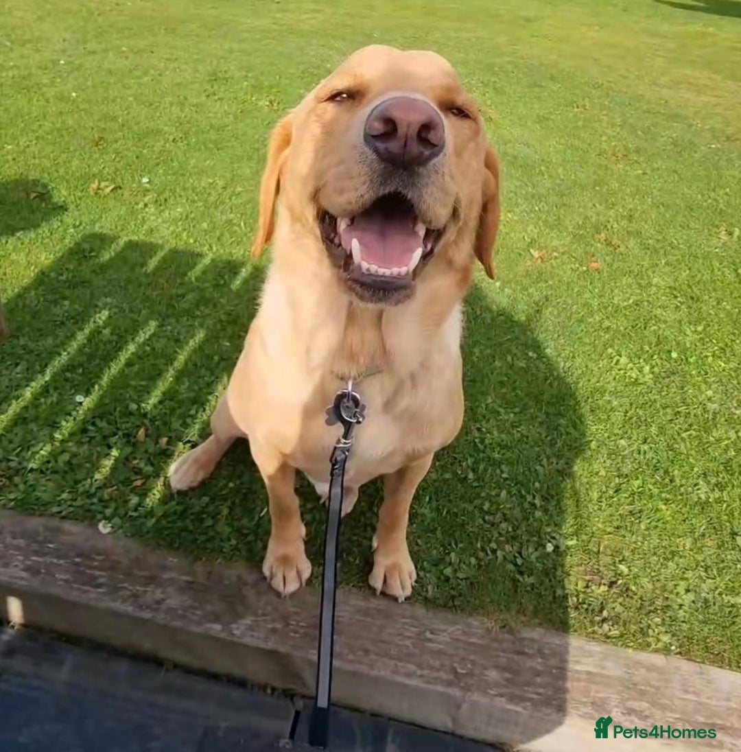 Labrador Retriever dogs for sale: Labrador retriever puppie for sale  - Advert 9