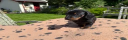 Miniature Dachshund dogs for sale: Four miniature dachshund puppies left  (Scotland) - Advert 7