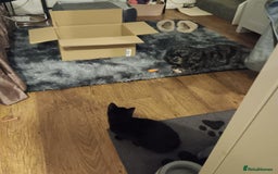 British Shorthair cats for sale: Black kitten approx 5 months - Image 3