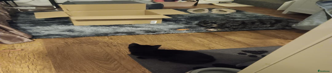 British Shorthair Kitten 1