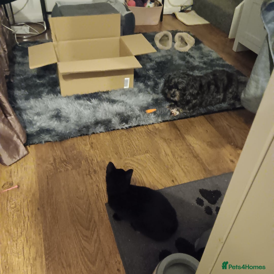 British Shorthair cats for sale: Black kitten approx 5 months - Image 3