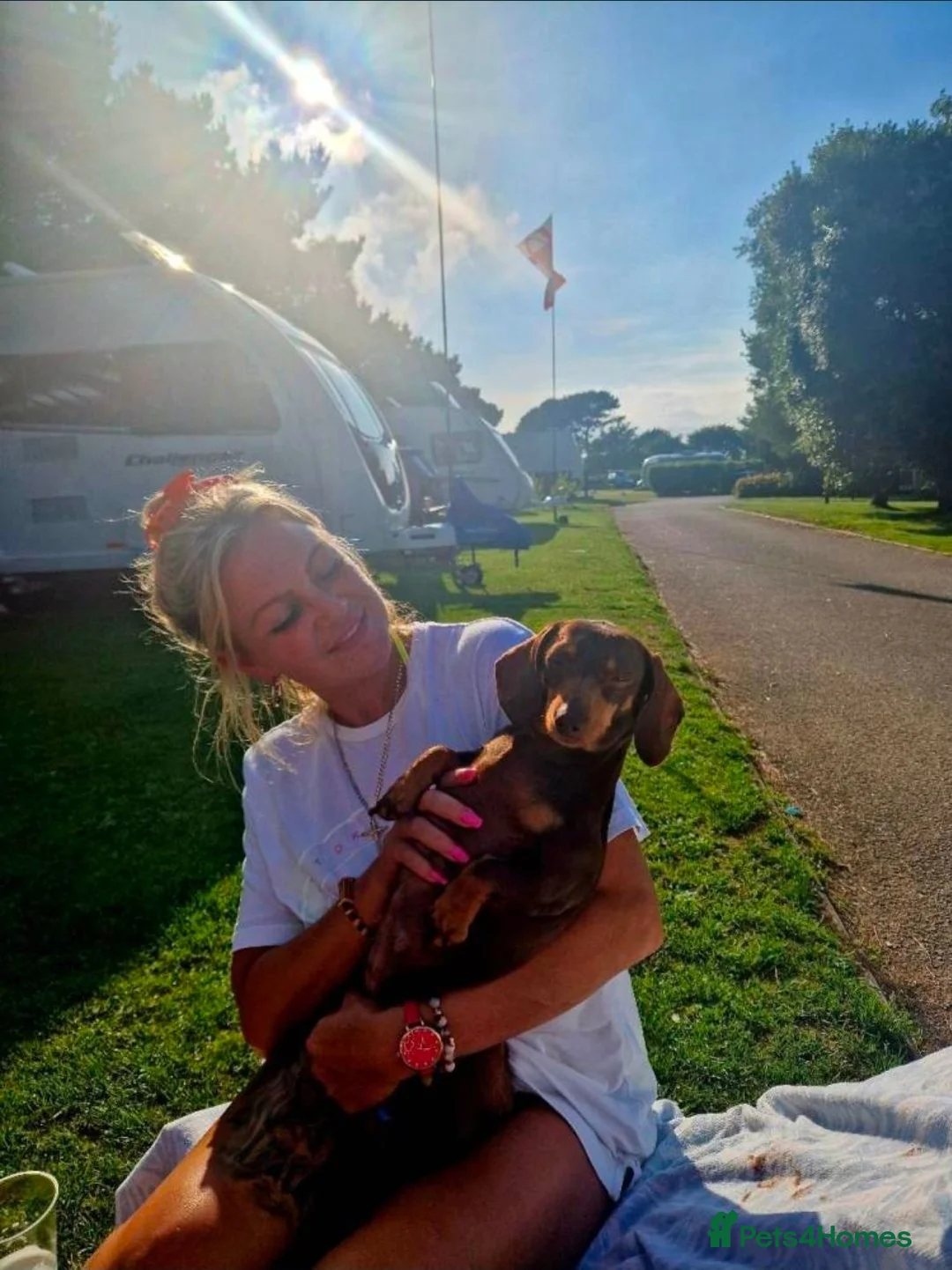 Dachshund dogs for sale: PRA CLEAR DACHSHUND - Advert 1