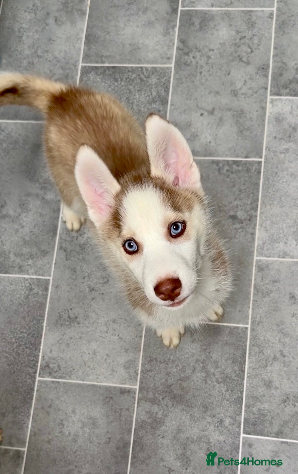 Siberian Husky dogs Ready now! Parents Imported stunning Husky Puppies - Advert 15