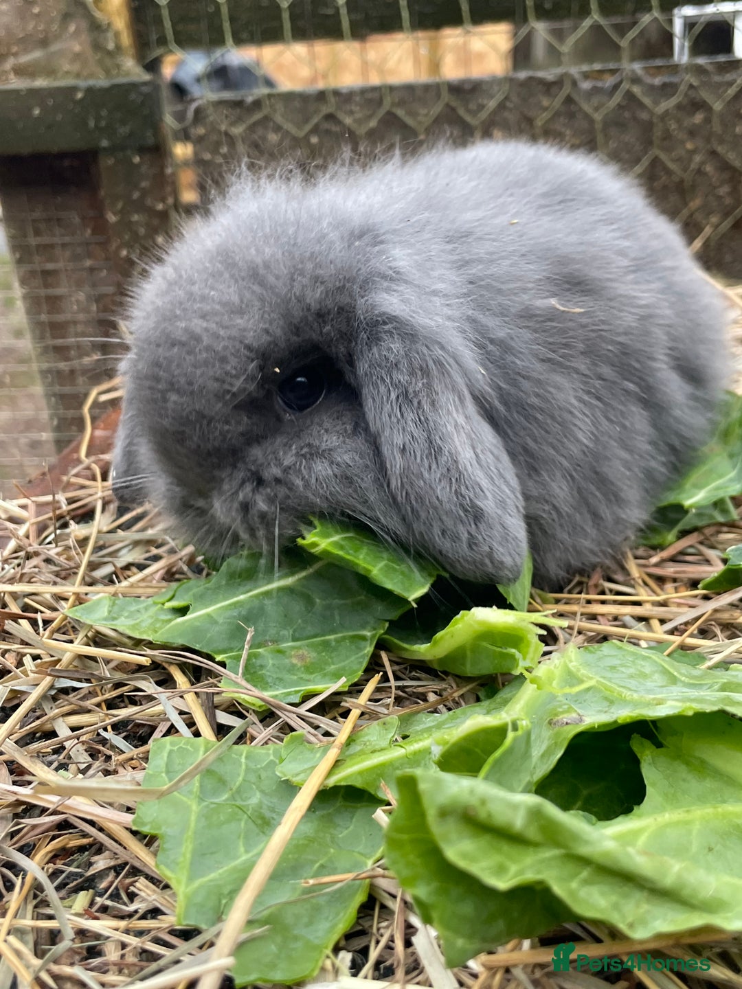 Mini Lop rabbits for sale: Beautiful mini lop babies  - Advert 10