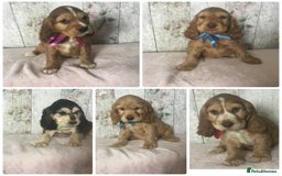 Cocker Spaniel dogs for sale: Adorable Kc reg Cocker pups - Image 2