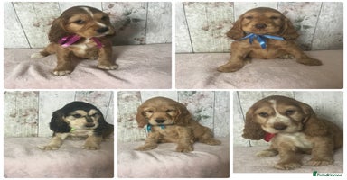 Cocker Spaniel dogs - Advert 13