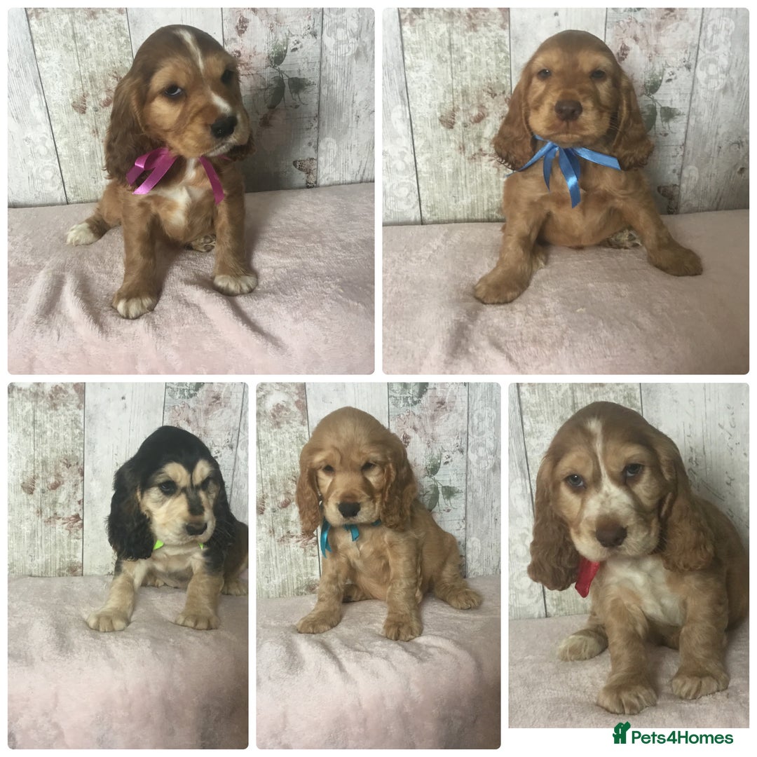 Cocker Spaniel dogs for sale: Adorable Kc reg Cocker pups - Image 2
