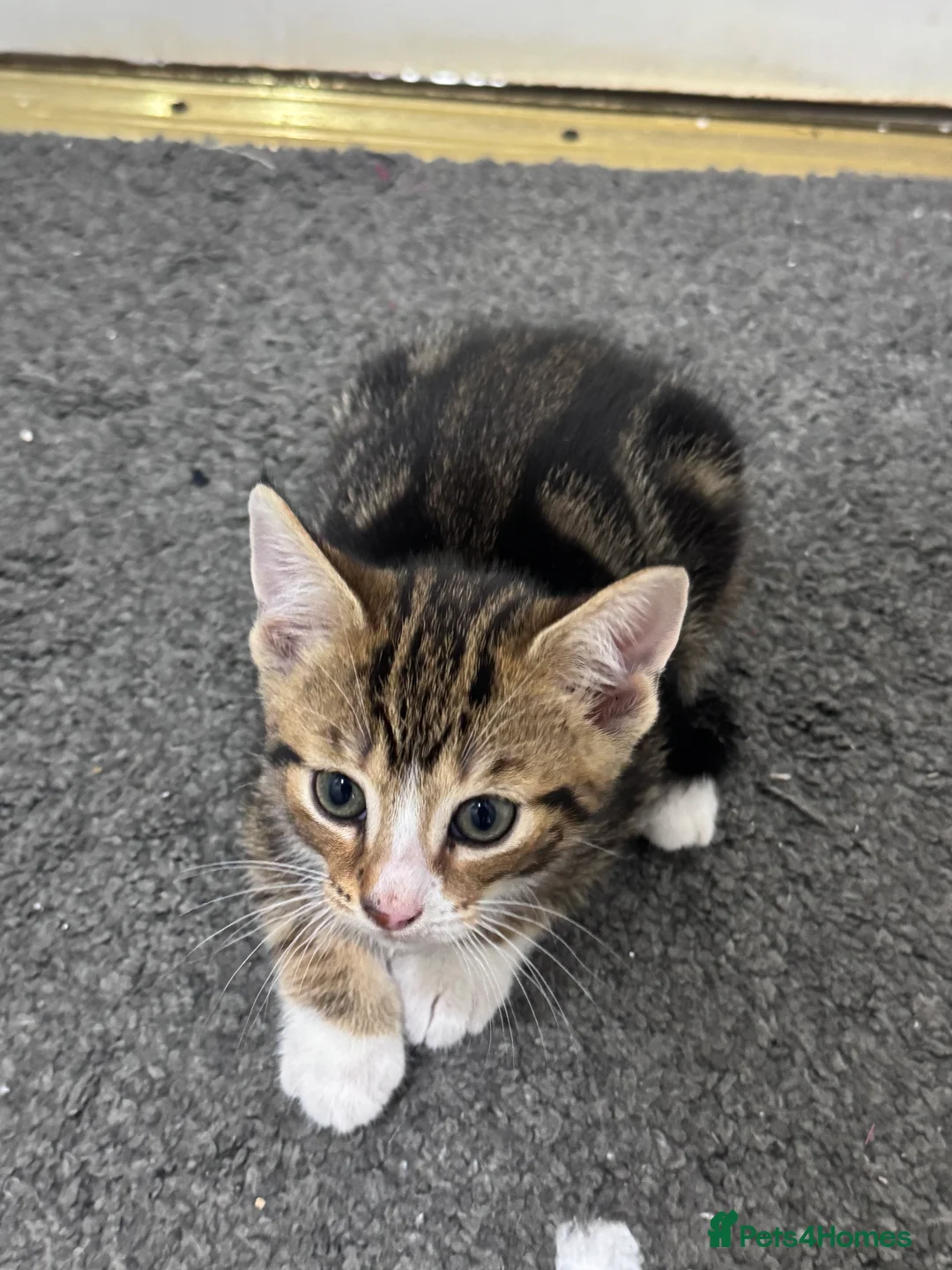 Mixed Breed cats for sale: Kittens for sale - Advert 3