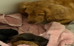 Cocker Spaniel dogs for sale: Working cocker spaniel *KC REG* - Advert 2