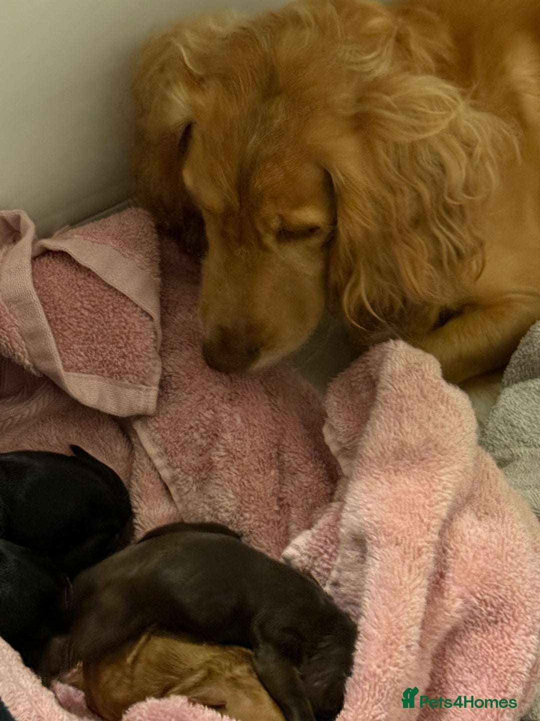 Cocker Spaniel dogs for sale: Working cocker spaniel *KC REG* - Advert 2