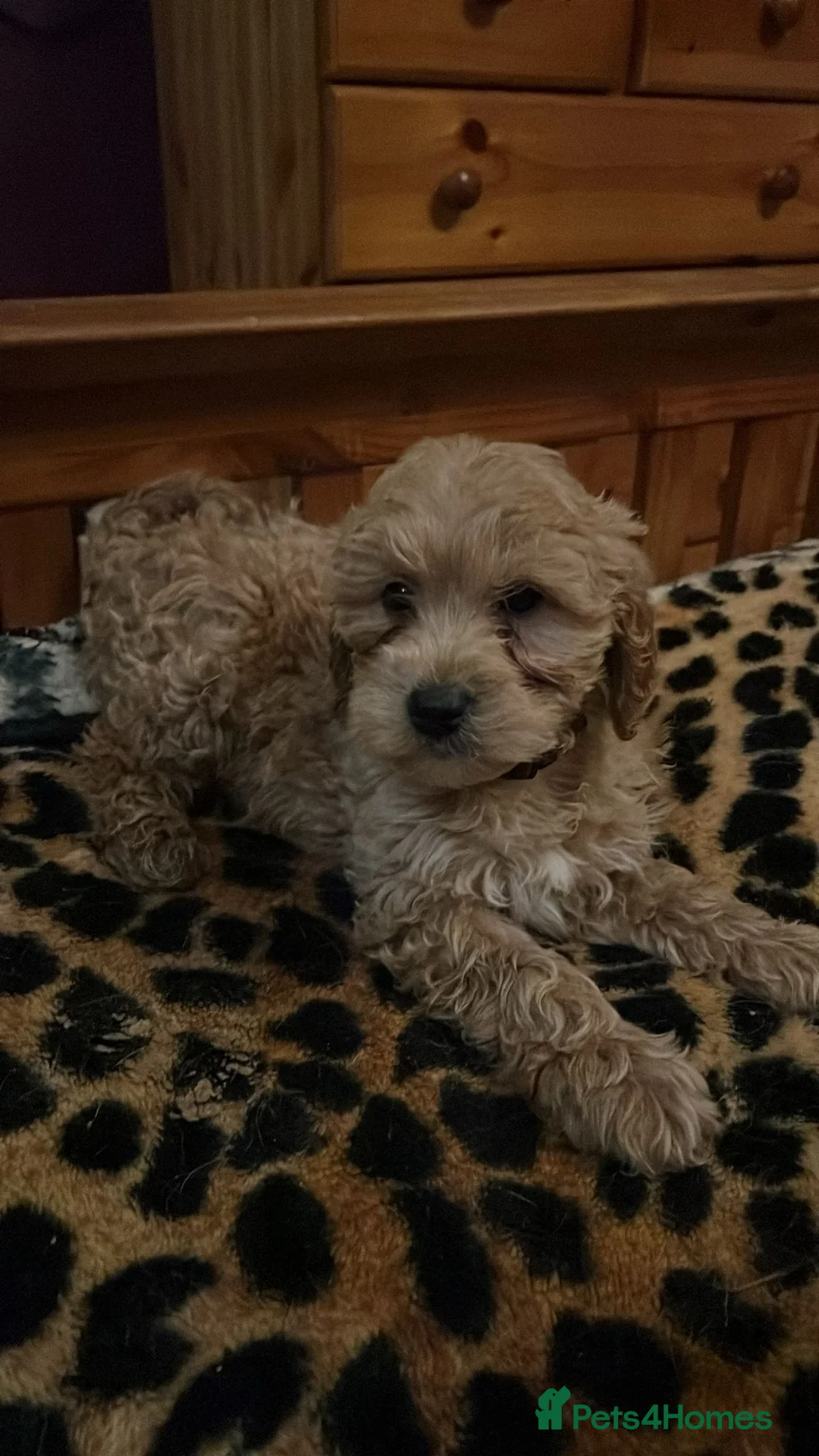 Cavapoo dogs for sale: Beautiful cavapoos for new homes - Advert 6