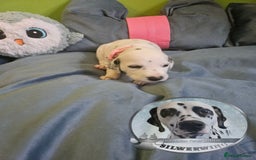 Dalmatian dogs for sale: 6 KC Dalmatian puppies Left - Image 26